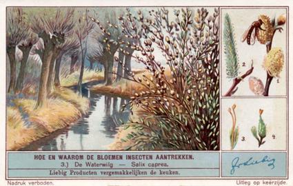 1934 Liebig Hoe en waarom de Bloemen Insecten aantrekken (How and Why Flowers Attract Insects) (Dutch Text) (F1287, S1290) #3 De Waterwilg - Salix caprea Front