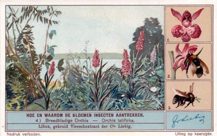 1934 Liebig Hoe en waarom de Bloemen Insecten aantrekken (How and Why Flowers Attract Insects) (Dutch Text) (F1287, S1290) #4 Breedbladige Orchis - Orchis latifolia Front