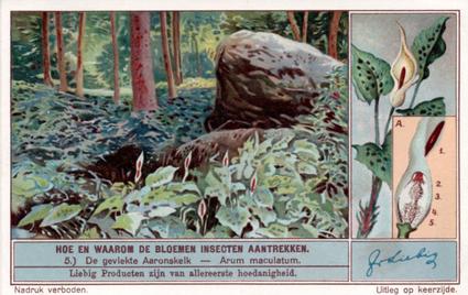 1934 Liebig Hoe en waarom de Bloemen Insecten aantrekken (How and Why Flowers Attract Insects) (Dutch Text) (F1287, S1290) #5 De geviekte Aaronskelk - Arum maculatum Front