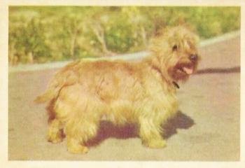 1955 Parkhurst Fido (V339-4) #4 Cairn Terrier Front