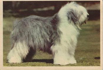 1955 Parkhurst Fido (V339-4) #31 Old English Sheepdog Front