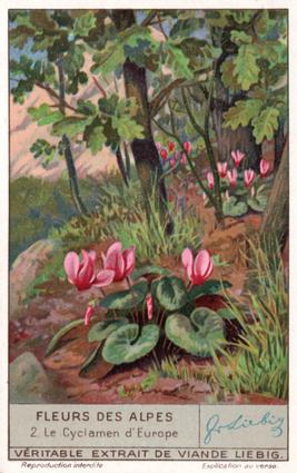 1936 Liebig Fleurs des Alpes (Alpine Flowers) (French Text) (F1349, S1335) #2 Le Cyclamen d'Europe (Cyclamen Europaeua) Front