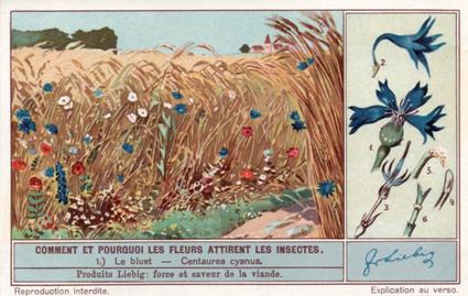 1934 Liebig Comment et pourquoi les fleurs attirent les insectes (How and Why Flowers Attract Insects) (French Text) (F1287, S1290) #1 Le bluet - Centaurea cyanus Front