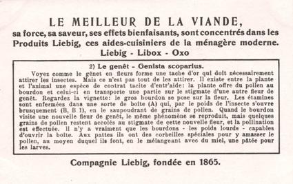 1934 Liebig Comment et pourquoi les fleurs attirent les insectes (How and Why Flowers Attract Insects) (French Text) (F1287, S1290) #2 Le genet - Genista scoparius Back