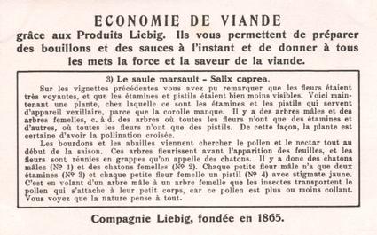 1934 Liebig Comment et pourquoi les fleurs attirent les insectes (How and Why Flowers Attract Insects) (French Text) (F1287, S1290) #3 Le saule marsault - Salix caprea Back