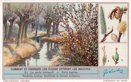 1934 Liebig Comment et pourquoi les fleurs attirent les insectes (How and Why Flowers Attract Insects) (French Text) (F1287, S1290) #3 Le saule marsault - Salix caprea Front