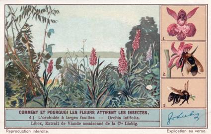 1934 Liebig Comment et pourquoi les fleurs attirent les insectes (How and Why Flowers Attract Insects) (French Text) (F1287, S1290) #4 L'orchidee a larges feuilies - Orchis latifolia Front