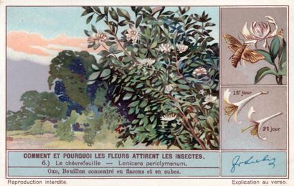 1934 Liebig Comment et pourquoi les fleurs attirent les insectes (How and Why Flowers Attract Insects) (French Text) (F1287, S1290) #6 Le chevrefeuille - Lonicera periclymenum Front