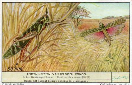 1956 Liebig Reuzeninsecten van Belgisch Kongo (Large Insects of the Belgian Congo) (Dutch Text) (F1644, S1644) #1 De Reuzensprinkhaan - Ornithacris cyanea (Stoll) Front