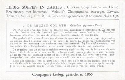 1956 Liebig Reuzeninsecten van Belgisch Kongo (Large Insects of the Belgian Congo) (Dutch Text) (F1644, S1644) #2 De Reuzen Goliath - Goliathus giganteus Drury Back