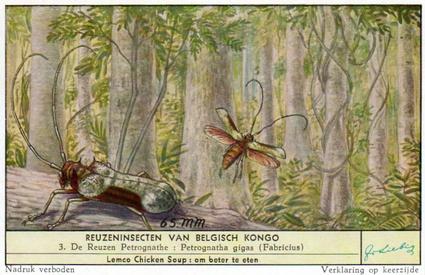 1956 Liebig Reuzeninsecten van Belgisch Kongo (Large Insects of the Belgian Congo) (Dutch Text) (F1644, S1644) #3 De Reuzen Petrognathe - Petrognatha gigas (Fabricius) Front