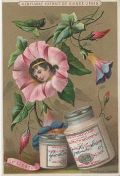 1890 Liebig Fleurs et têtes d'enfants (Girls' Heads in Flowers) (French Text) (F267, S267) #NNO Convolvulus Front