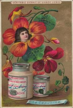 1890 Liebig Fleurs et têtes d'enfants (Girls' Heads in Flowers) (French Text) (F267, S267) #NNO Nasturtium Front