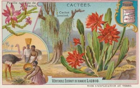 1907 Liebig Cacees (Cacti) (French Text) (F881, S882) #NNO Cactus joncine Front