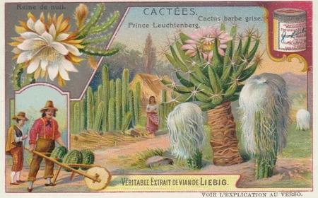 1907 Liebig Cacees (Cacti) (French Text) (F881, S882) #NNO Cactus barbe grise. Prince Leuchtenberg Front