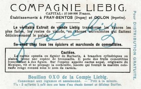 1907 Liebig Cacees (Cacti) (French Text) (F881, S882) #NNO Figuler de Babarie. Cactus nopal Back
