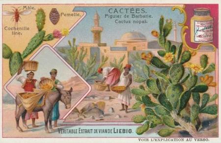1907 Liebig Cacees (Cacti) (French Text) (F881, S882) #NNO Figuler de Babarie. Cactus nopal Front