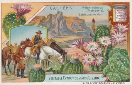 1907 Liebig Cacees (Cacti) (French Text) (F881, S882) #NNO Melon epineux (Melocacte). Echinocacte droit Front