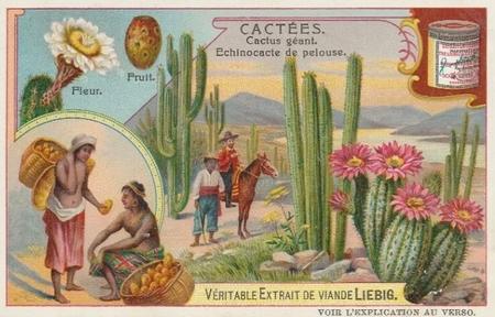 1907 Liebig Cacees (Cacti) (French Text) (F881, S882) #NNO Cactus geant. Echinocacte de pelouse Front