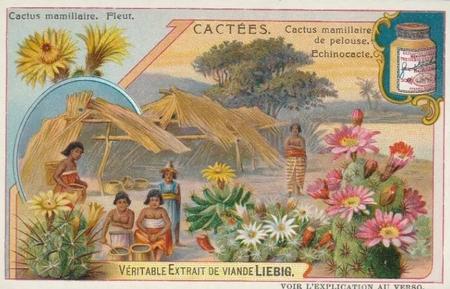 1907 Liebig Cacees (Cacti) (French Text) (F881, S882) #NNO Cactus mamillaire de pelouse. Echinocacte Front