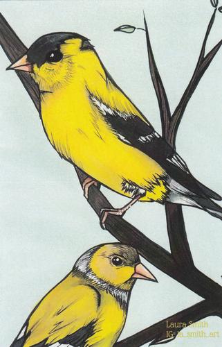 2020 Metchosin Birds #5 American Goldfinch Front