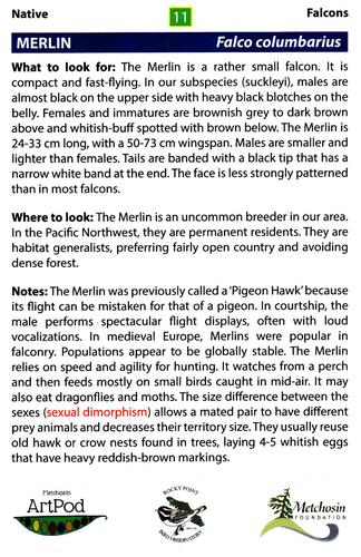 2020 Metchosin Birds #11 Merlin Back