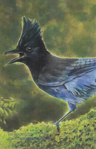 2020 Metchosin Birds #16 Steller's Jay Front
