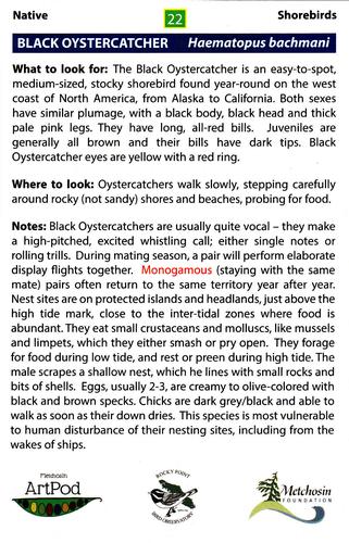 2020 Metchosin Birds #22 Black Oystercatcher Back