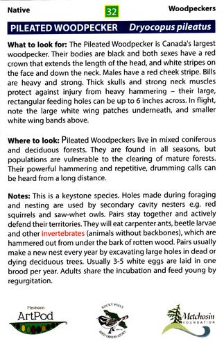 2020 Metchosin Birds #32 Pileated Woodpecker Back