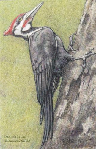 2020 Metchosin Birds #32 Pileated Woodpecker Front