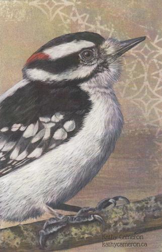 2020 Metchosin Birds #34 Downy Woodpecker Front