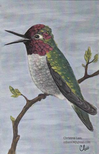 2020 Metchosin Birds #35 Anna's Hummingbird Front