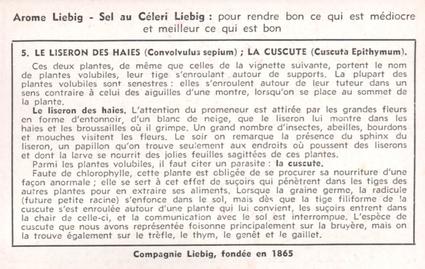 1955 Liebig Plantes grimpantes (Climbing Plants) (French Text) (F1625, S1624) #5 Le Liseron Des Haies (Convolvulus sepium) Back