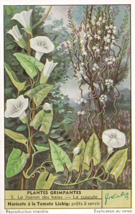 1955 Liebig Plantes grimpantes (Climbing Plants) (French Text) (F1625, S1624) #5 Le Liseron Des Haies (Convolvulus sepium) Front