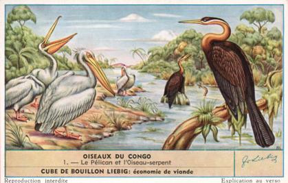 Liebig Cards full Set Belgian S1632 Congo Birds 
