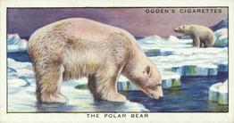 1932 Ogden's Colour In Nature #14 Polar Bear Front