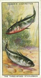 1932 Ogden's Colour In Nature #32 Three-Spined Stickleback Front