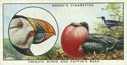 1932 Ogden's Colour In Nature #34 Frigate Birds and Puffin`s Beak Front