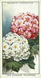 1932 Ogden's Colour In Nature #36 Chinese Primrose Front