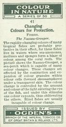 1932 Ogden's Colour In Nature #41 Nassau Grouper Back