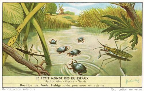 1957 Liebig Le Petit Monde des Ruisseaux (Pond Life) (French Text) (F1669, S1673) #1 Hydrometre - Gyrins - Gerris Front