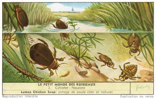 1957 Liebig Le Petit Monde des Ruisseaux (Pond Life) (French Text) (F1669, S1673) #2 Cybister - Naucore Front