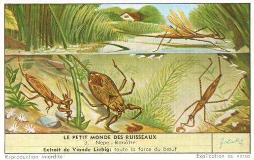 1957 Liebig Le Petit Monde des Ruisseaux (Pond Life) (French Text) (F1669, S1673) #3 Nepe - Ranatre Front