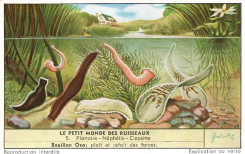 1957 Liebig Le Petit Monde des Ruisseaux (Pond Life) (French Text) (F1669, S1673) #5 Planaire - Nephelis - Clepsine Front
