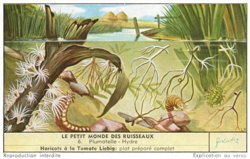 1957 Liebig Le Petit Monde des Ruisseaux (Pond Life) (French Text) (F1669, S1673) #6 Plumatelle - Hydre Front