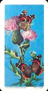 1965 Brooke Bond Butterflies of North America (USA Blue Backs) #17 Red Admiral Front