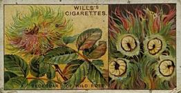 1924 Wills's Do You Know (2nd Series) #6 Do You Know what causes the 