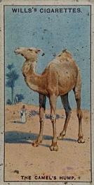 1924 Wills's Do You Know (2nd Series) #11 Do You Know why the Camel has a Hump? Front