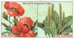 1924 Wills's Do You Know (2nd Series) #17 Do You Know why some Flowers are brightly coloured and others not? Front