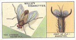 1924 Wills's Do You Know (2nd Series) #18 Do You Know how the Fly walks upside-down? Front